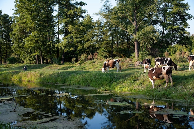 Mucche al pascolo sui pascoli al tramonto lungo il fiume