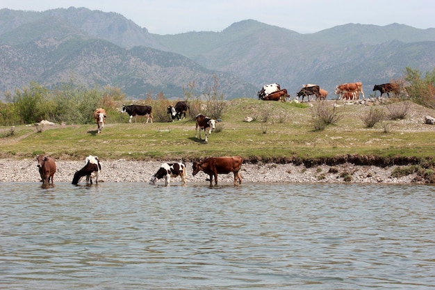 Mucche al pascolo sui pascoli lungo il fiume