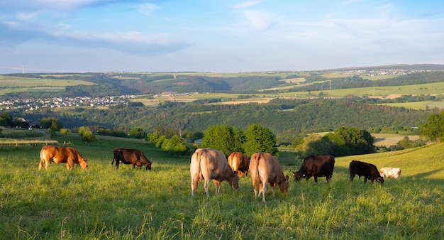 Mucche al pascolo sul pascolo in Germania specie appropriate prati di terreni agricoli zootecnici