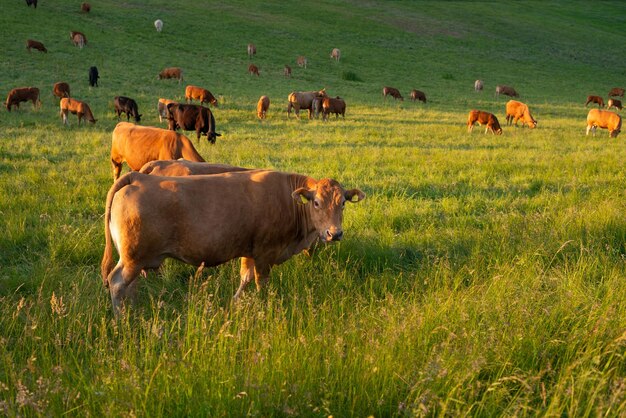 Mucche al pascolo sul pascolo in Germania specie appropriate prati di terreni agricoli zootecnici