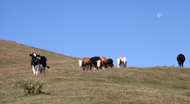 Mucche al pascolo sull'altopiano