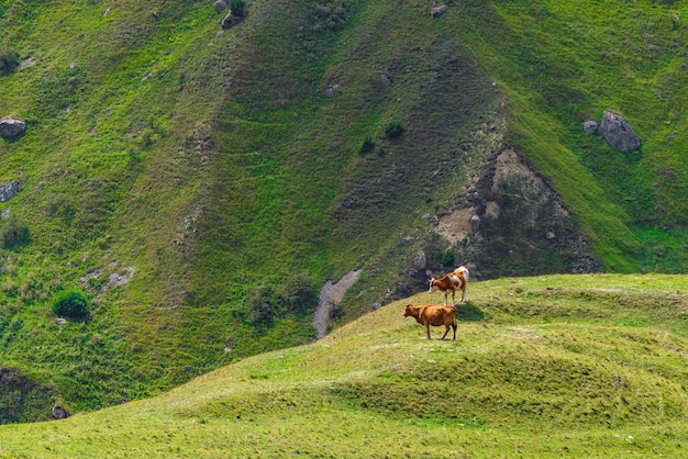 Mucche al pascolo verde in montagna