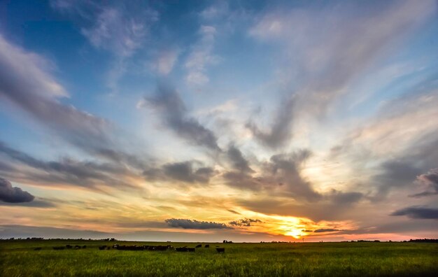 Mucche al tramonto a La Pampa Argentina