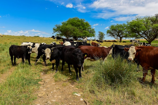 Mucche alimentate con erba PampasPatagonia Argentina