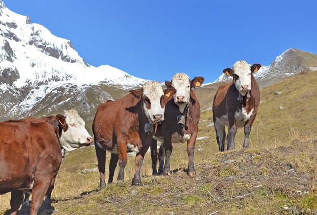 Mucche alpine marroni e bianche in alpeggio sotto il cielo blu