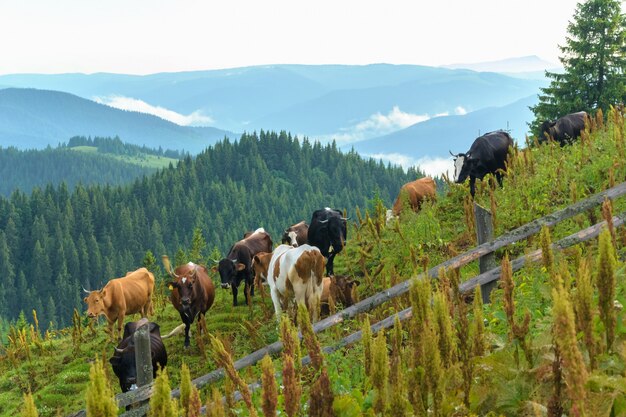 Mucche alte in montagna