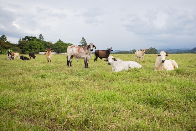 Mucche brasiliane su un pascolo