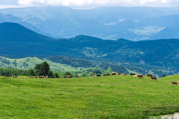 Mucche che corrono nelle montagne di Artvin, Turchia