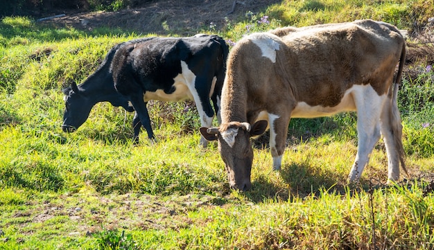 mucche che mangiano erba sul campo