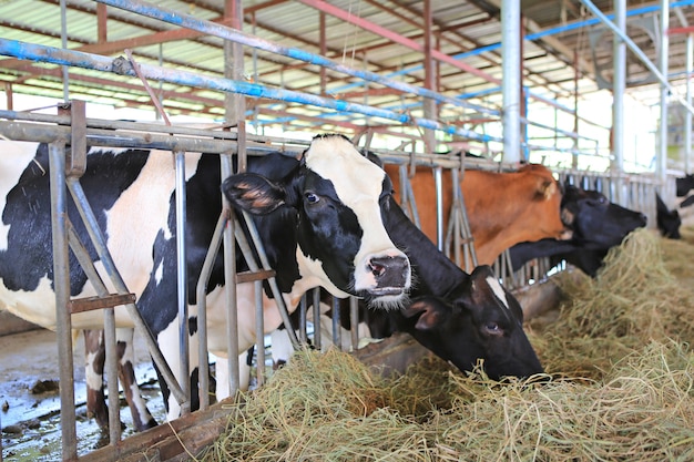 Mucche che mangiano fieno nell'azienda agricola della Tailandia della stalla. Vacche da latte al latte di produzione.