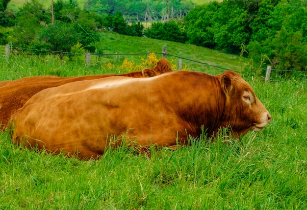 Mucche del Limosino, riposando sul campo di erba verde, Midi Pirenei, Francia