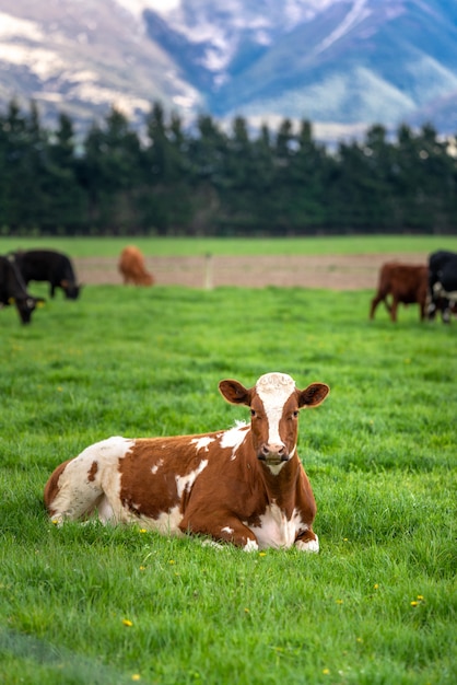 Mucche Di Bestiame Nel Campo Verde