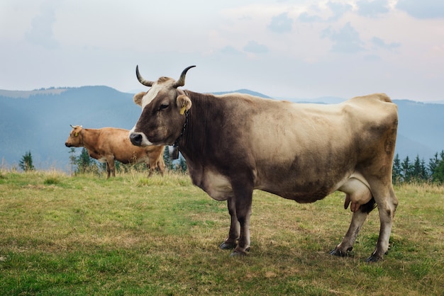 Mucche domestiche e sane che pascolano liberamente su un idilliaco alpeggio estivo