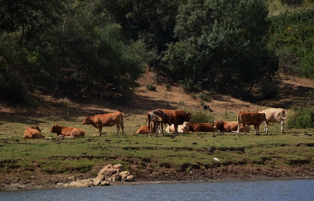 Mucche e cavalli che riposano nel prato vicino alla riva del fiume