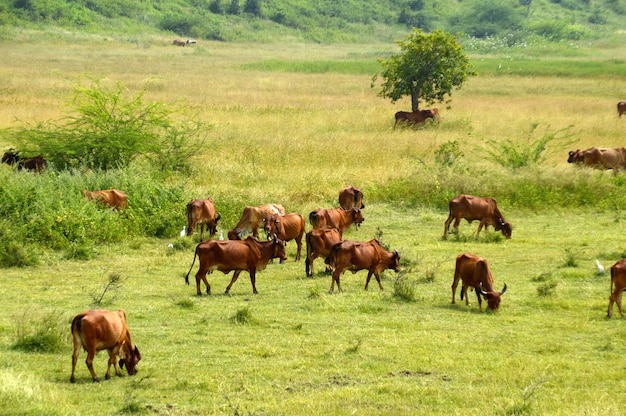 Mucche e tori pascolano su un rigoglioso campo di erba