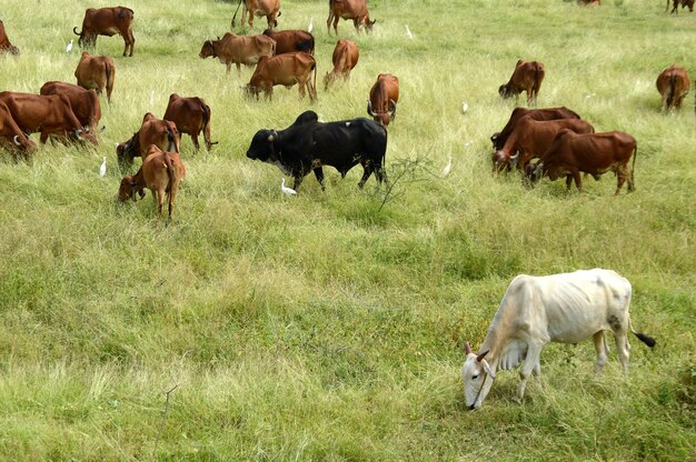 Mucche e tori pascolano su un rigoglioso campo di erba