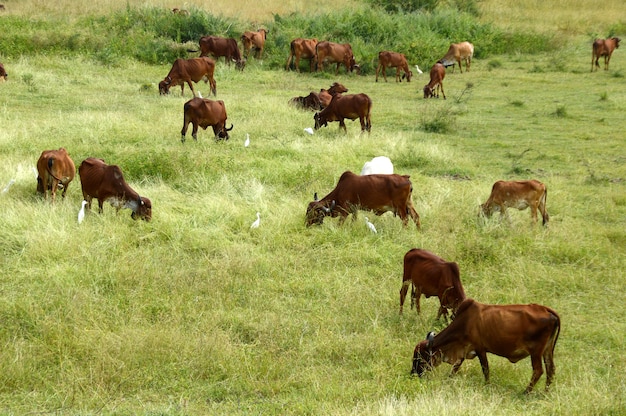 Mucche e tori pascolano su un rigoglioso campo di erba