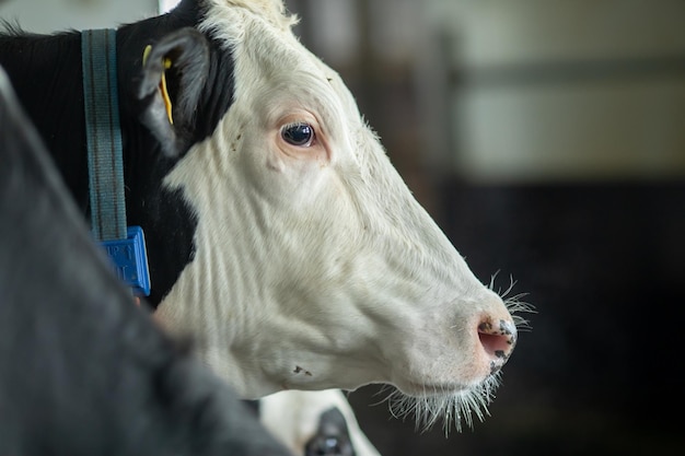 mucche felici in fattoria Concetto di business Farm Farm cow care