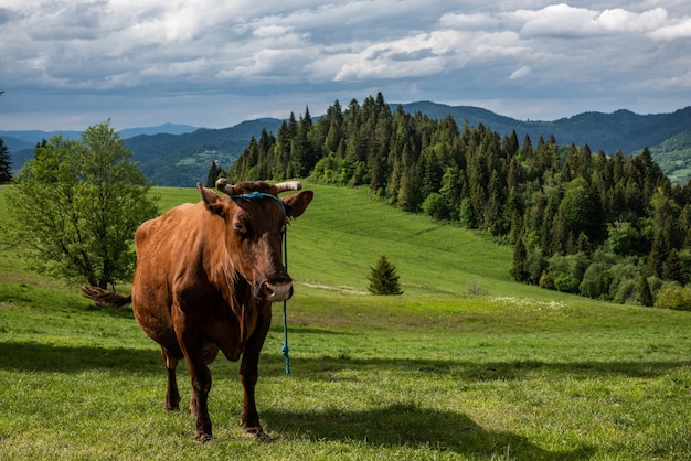 Mucche felici sul prato nei Monti Pieniny Polonia