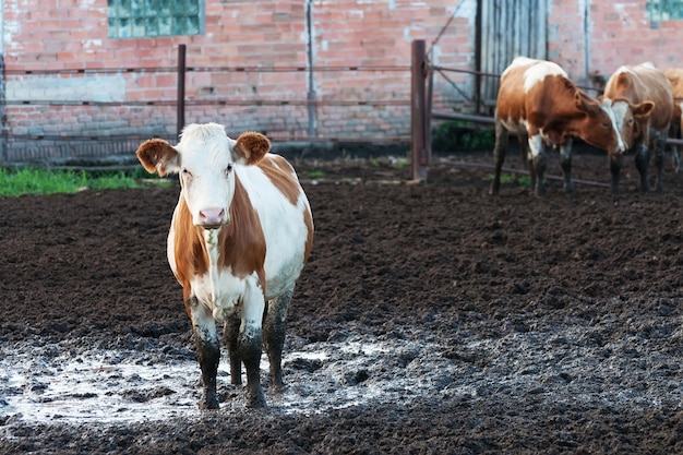 Mucche in piedi nella sporcizia in un allevamento di bestiame.