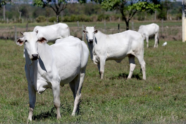 Mucche in un campo al pascolo Erba verde Messa a fuoco selettiva