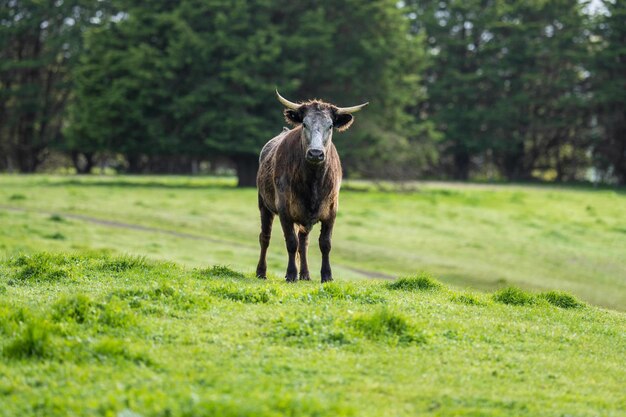 Mucche in un campo al pascolo in Australia