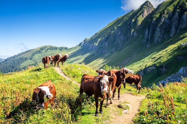 Mucche in un campo di montagna. Il Grand-Bornand, Alta Savoia, Francia