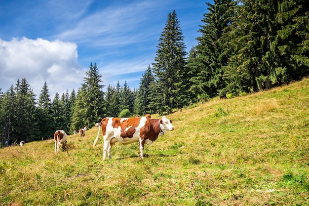 Mucche in un campo di montagna. Il Grand-Bornand, Alta Savoia, Francia