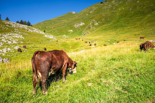 Mucche in un campo di montagna. Il Grand-Bornand, Alta Savoia, Francia