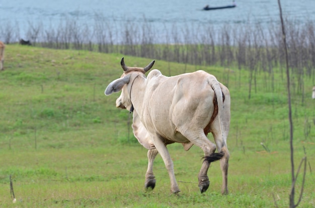 Mucche in un prato in riva del fiume, Thailandia