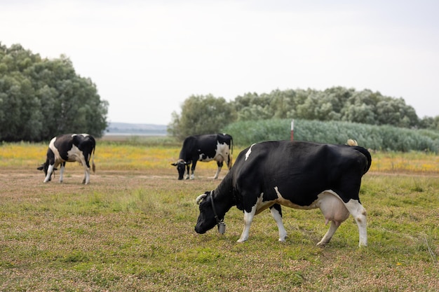 mucche in un prato, mucche in un campo.