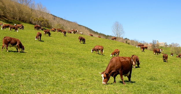 Mucche in un prato