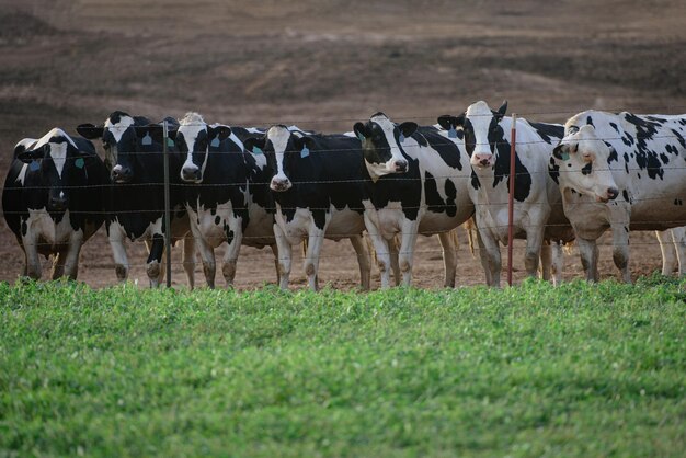 Mucche in una fattoria mucche da latte mucca su un terreno agricolo mandria di mucche al pascolo in estate campo verde