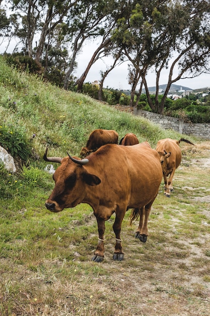 Mucche libere sul campo