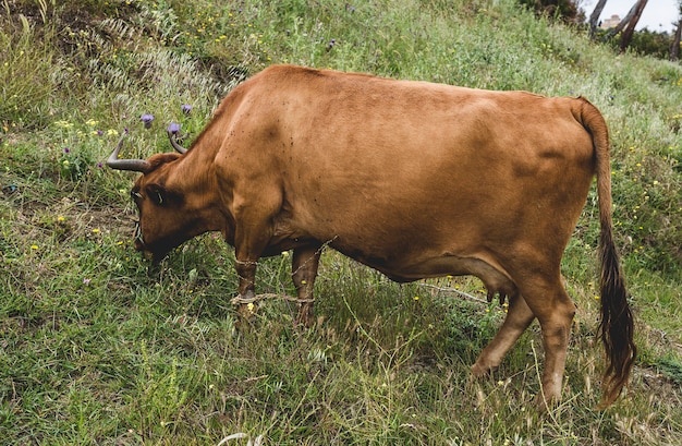 Mucche libere sul campo