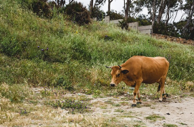 Mucche libere sul campo