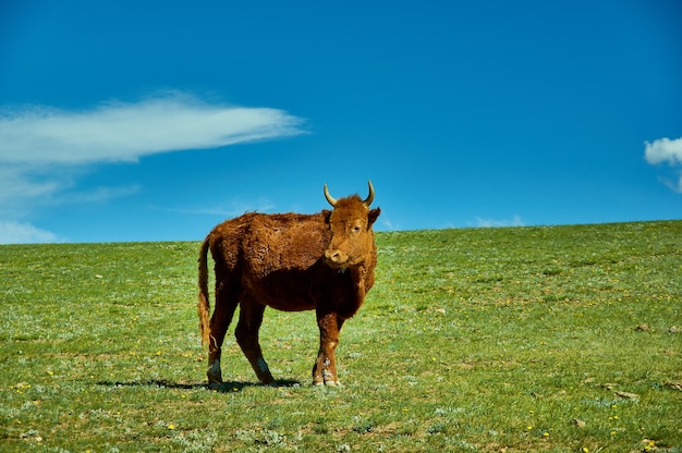 Mucche mongole in un prato di montagna, provincia di Uvs