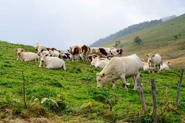 Mucche negli alpeggi