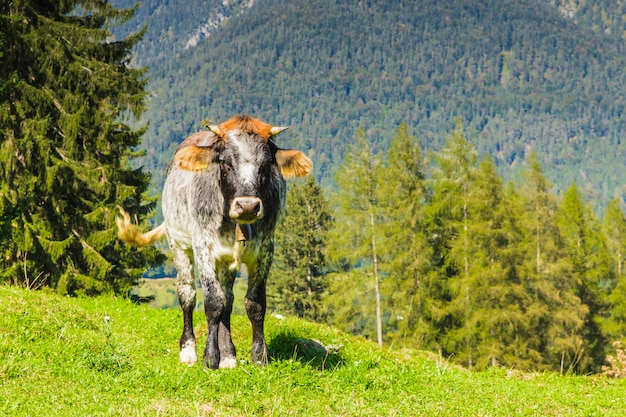 Mucche nei verdi prati delle Alpi