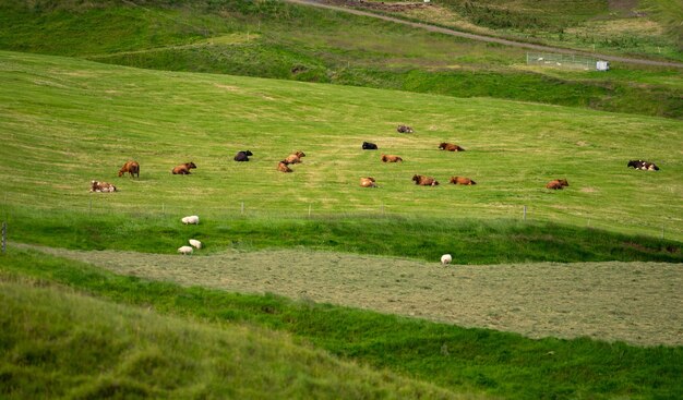 Mucche nel campo verde Vista aerea sulle mucche nel campo verde