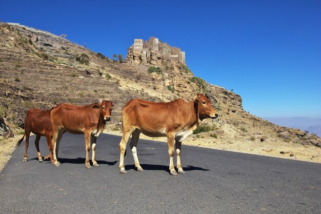 Mucche nel villaggio di Al Hatab, Yemen