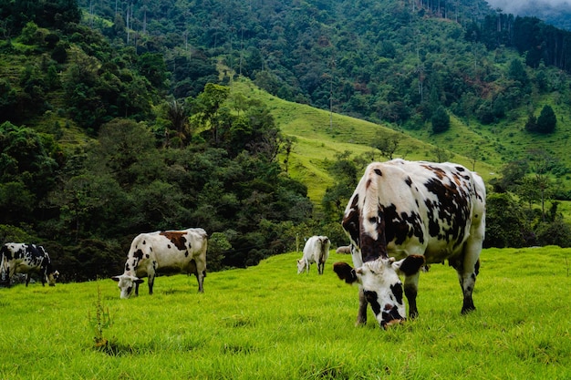 Mucche nella campagna montuosa che mangiano erba