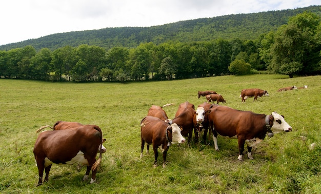 mucche nella montagna del pascolo