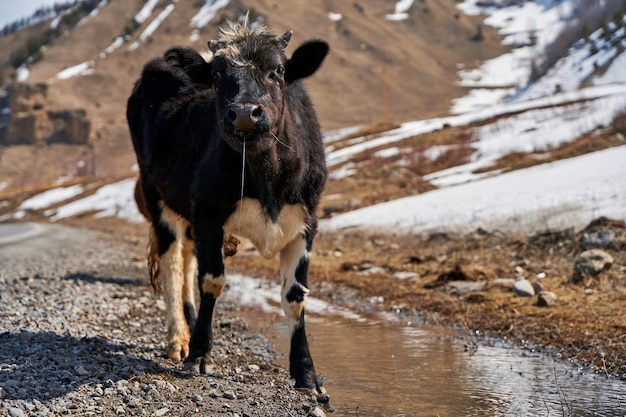 Mucche nelle montagne della Georgia. Gli animali pascolano lungo la strada. Incredibile paesaggio di montagna sullo sfondo