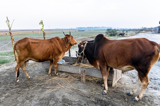 Mucche rosse e nere in un campo erboso in una giornata luminosa e soleggiata in Bangladesh Mucche che mangiano erba in una giornata limpida