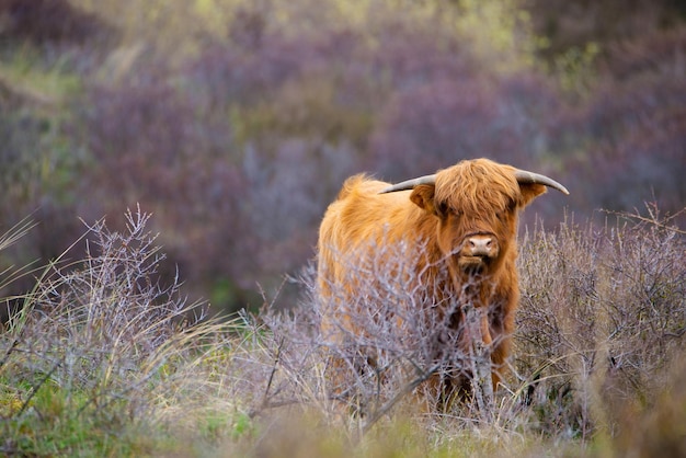 Mucche scozzesi delle highland nel toro di campagna con le corna su un cappotto shaggy dello zenzero del pascolo