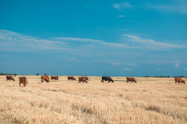 Mucche su un campo e su un cielo blu gialli.