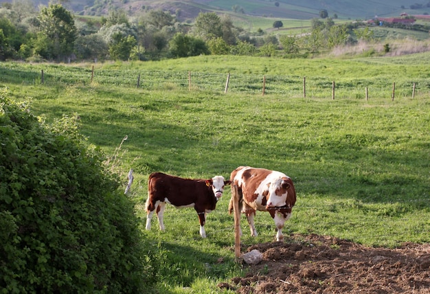 Mucche su un campo verde