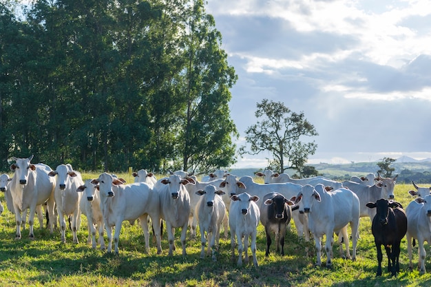 mucche su un campo