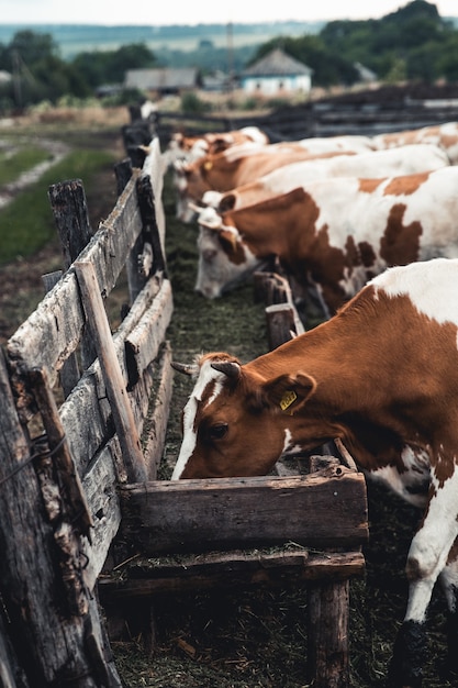 Mucche sul modulo. Latte, produzione di carne. Animali domestici.